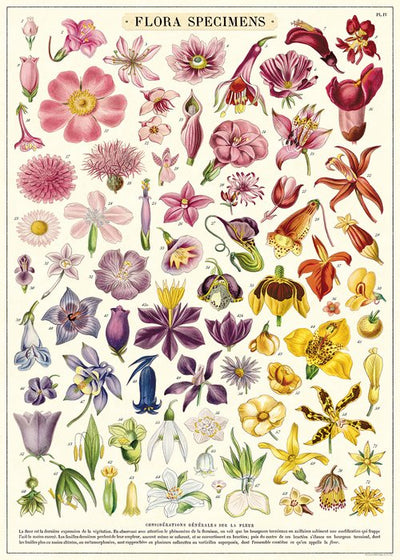פוסטר: Flora Specimens
