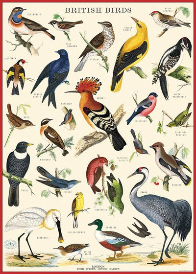 פוסטר: British Birds
