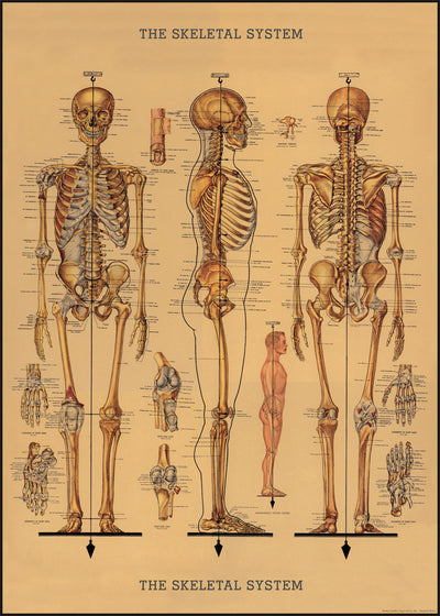 פוסטר : Skeletal System