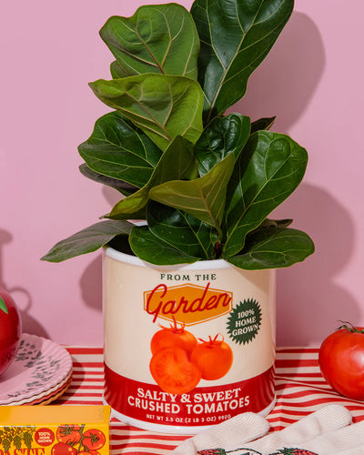 אגרטל: Tomato Can
