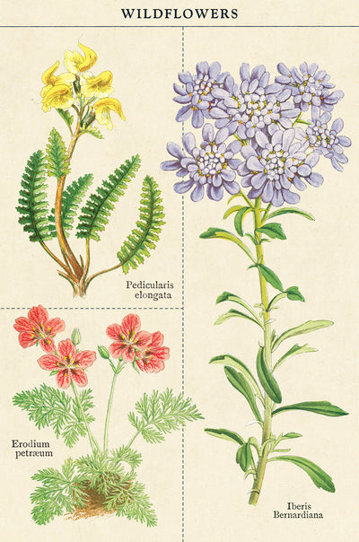 מארז גלויות בקופסת פח : Wildflowers 2