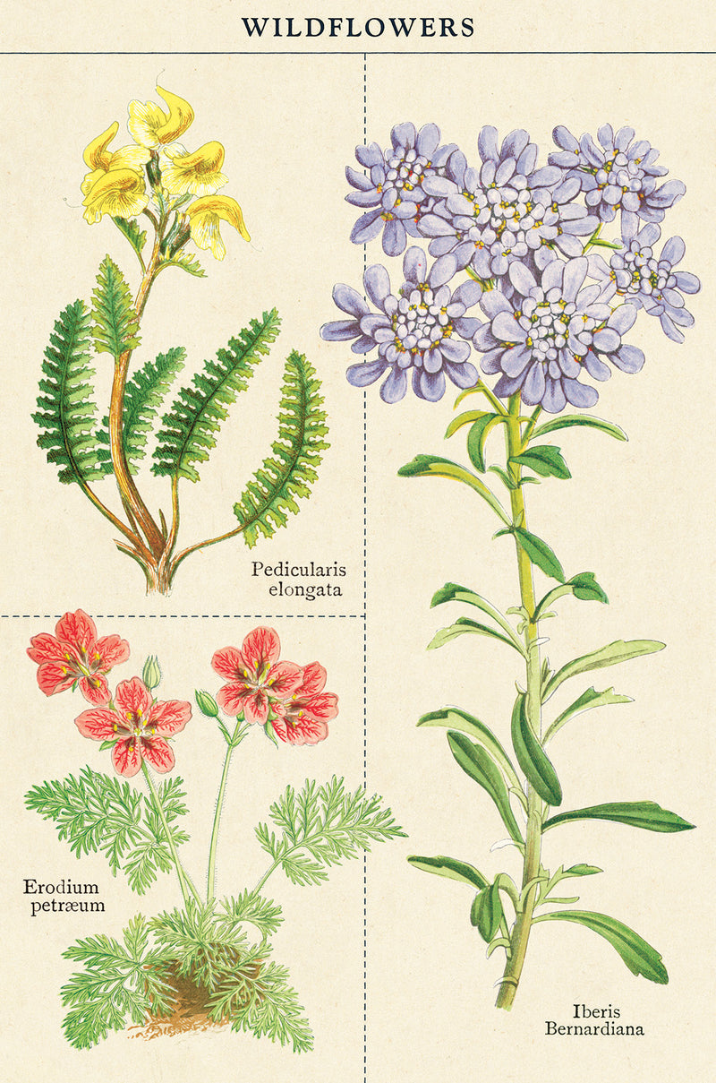 מארז גלויות בקופסת פח : Wildflowers 2