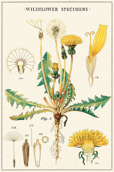 מארז גלויות בקופסת פח : Wildflowers 2