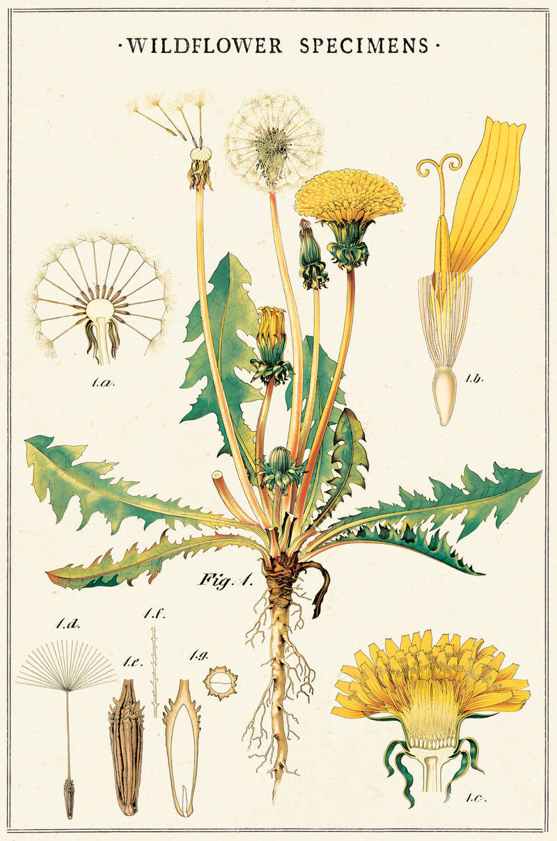 מארז גלויות בקופסת פח : Wildflowers 2
