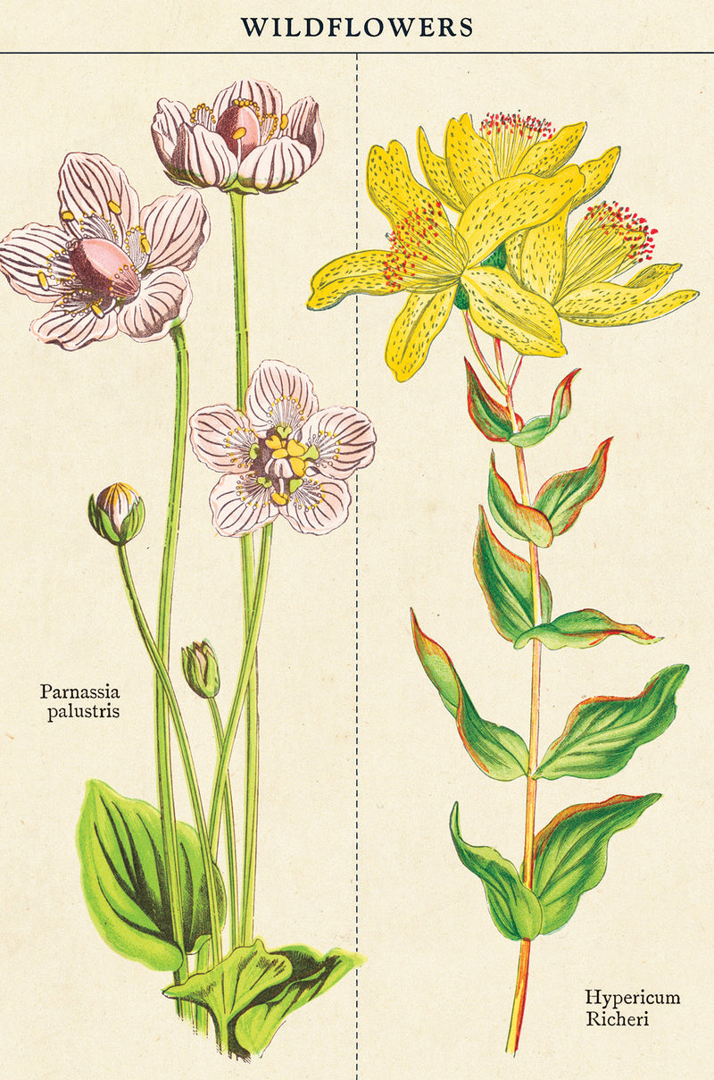 מארז גלויות בקופסת פח : Wildflowers 2