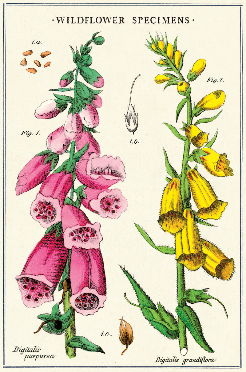 מארז גלויות בקופסת פח : Wildflowers 2