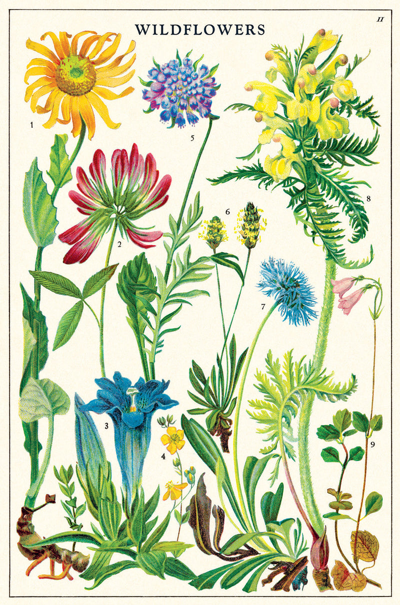 מארז גלויות בקופסת פח : Wildflowers 2