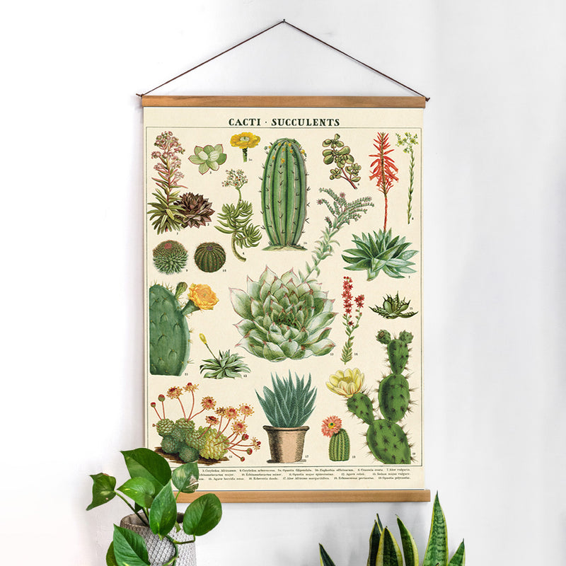 פוסטר: Cacti&Succulents