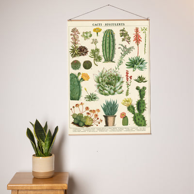 פוסטר: Cacti&Succulents