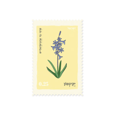 גלויה: Hyacinth