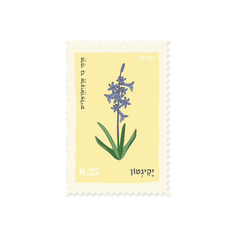 גלויה: Hyacinth