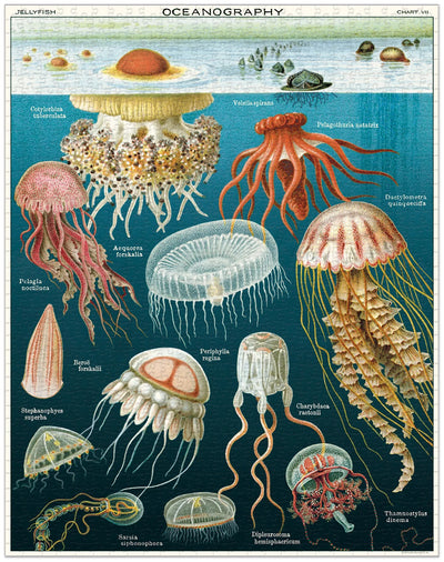 פאזל 1000 חלקים : Jelly Fish 