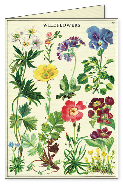 מארז 8 כרטיסי ברכה : Wildflowers