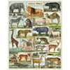 פאזל 1000 חלקים : Animal World