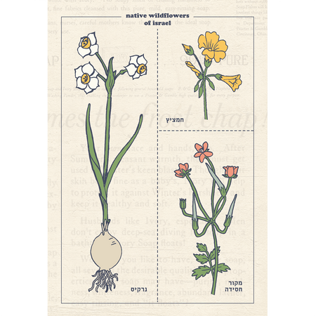 גלויה : Botanical Chart, 1
