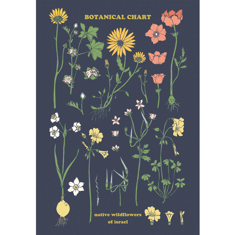 גלויה : Botanical Chart, 2