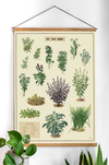 פוסטר : Herbs