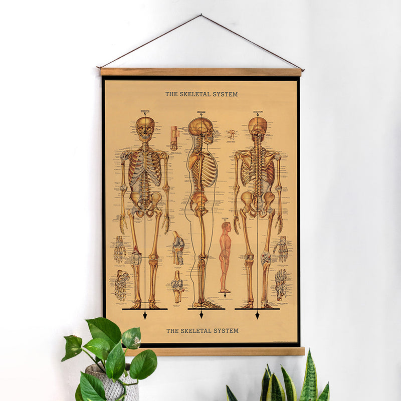 פוסטר: Skeletal System