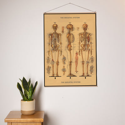 פוסטר: Skeletal System