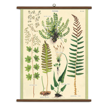 פוסטר Ferns : School Chart