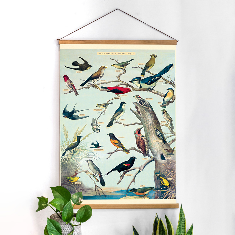 פוסטר: Audubon Birds