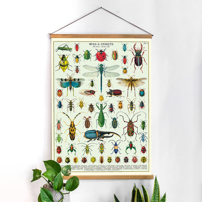 פוסטר: Bugs & Insects