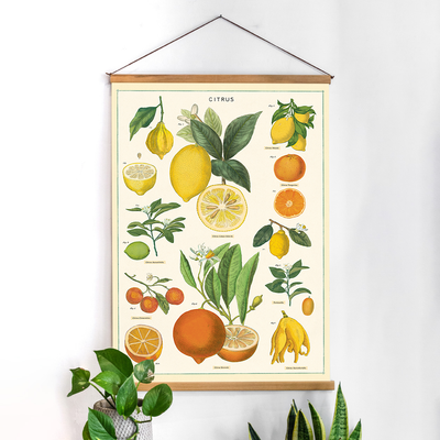פוסטר: Citrus