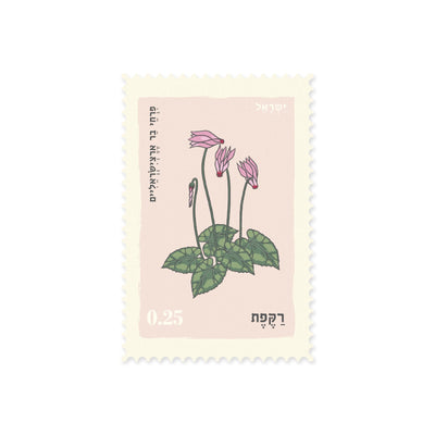 גלויה: Cyclamen
