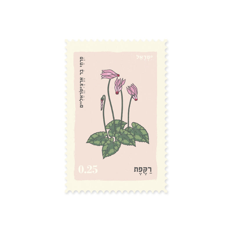 גלויה: Cyclamen