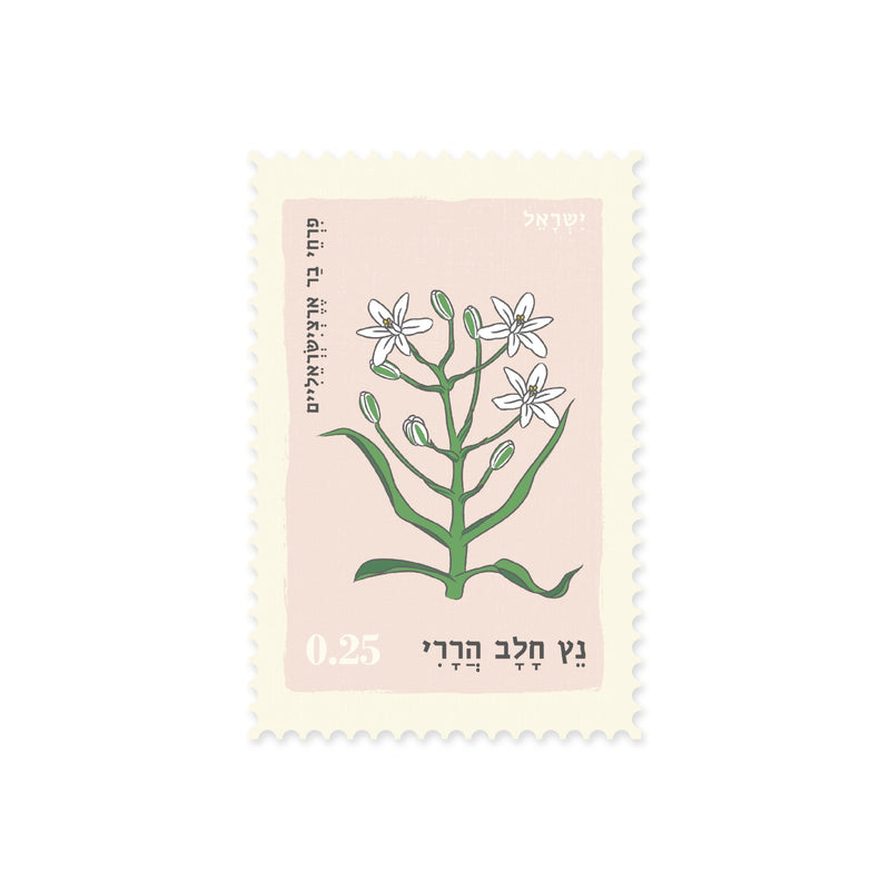 גלויה: Netz Halbi Hareri
