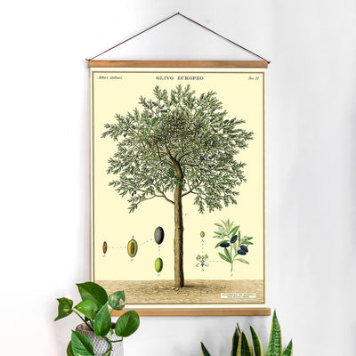פוסטר: Olive Tree