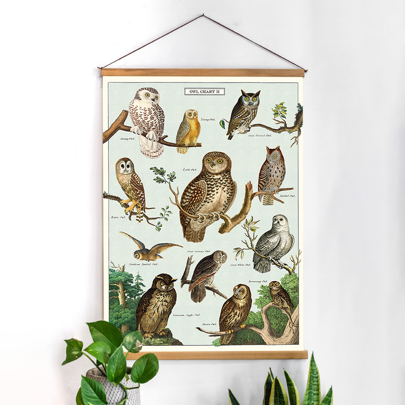 פוסטר: Owl Chart