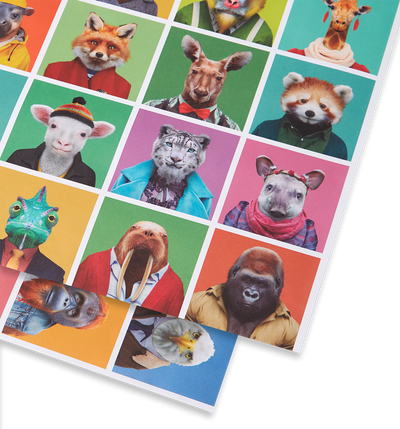 נייר עטיפה : Zoo Portraits