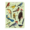 3 מחברות מיני : Bird Watching