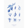 פרינט : Almond Tree A3