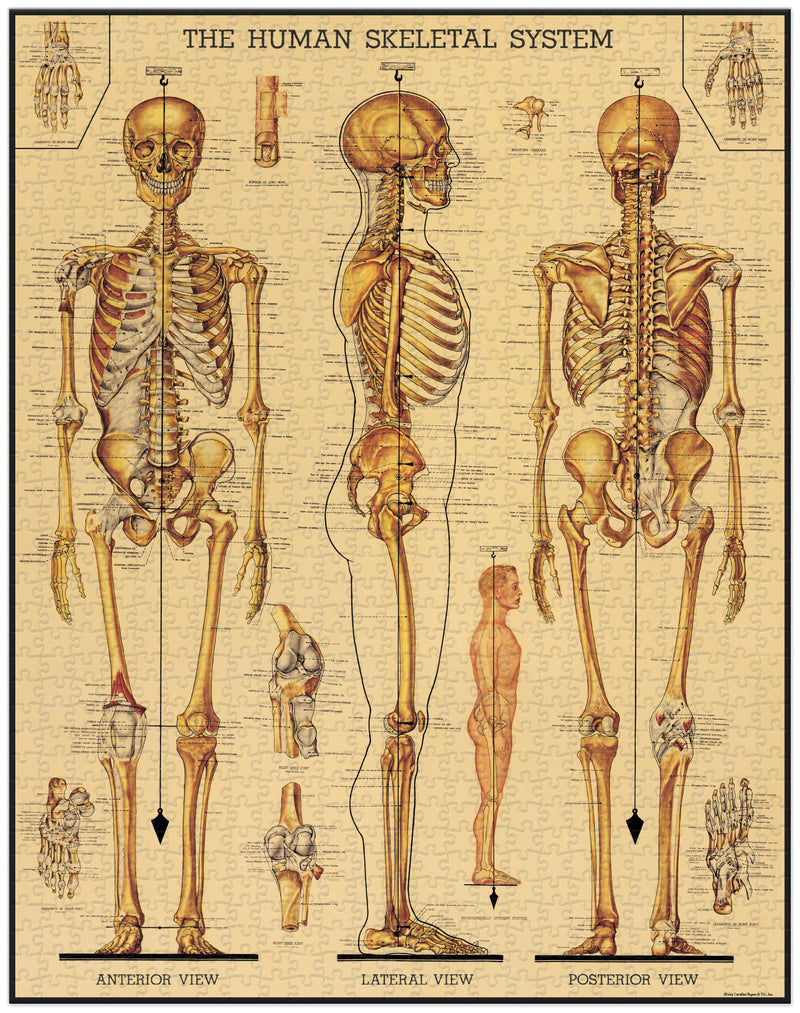 פאזל 1000 חלקים : Skeletal System