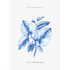 הדפס : Black Mulberry A3