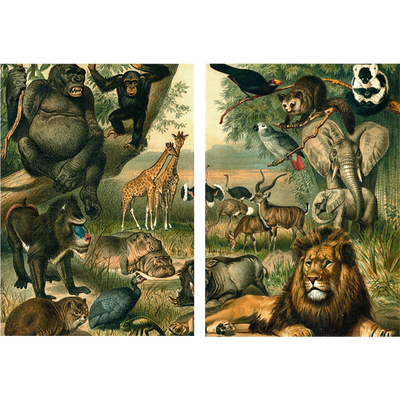 זוג פרינטים   : African Fauna
