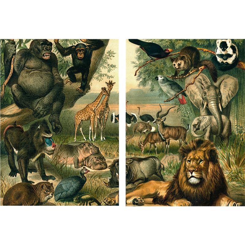 זוג פרינטים   : African Fauna