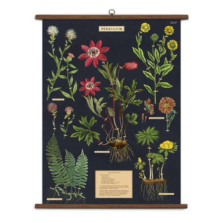 פוסטר Herbarium : School Chart