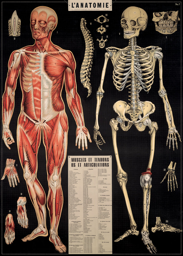 פוסטר : L'Anatomie