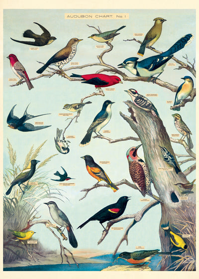 פוסטר : Audubon Birds