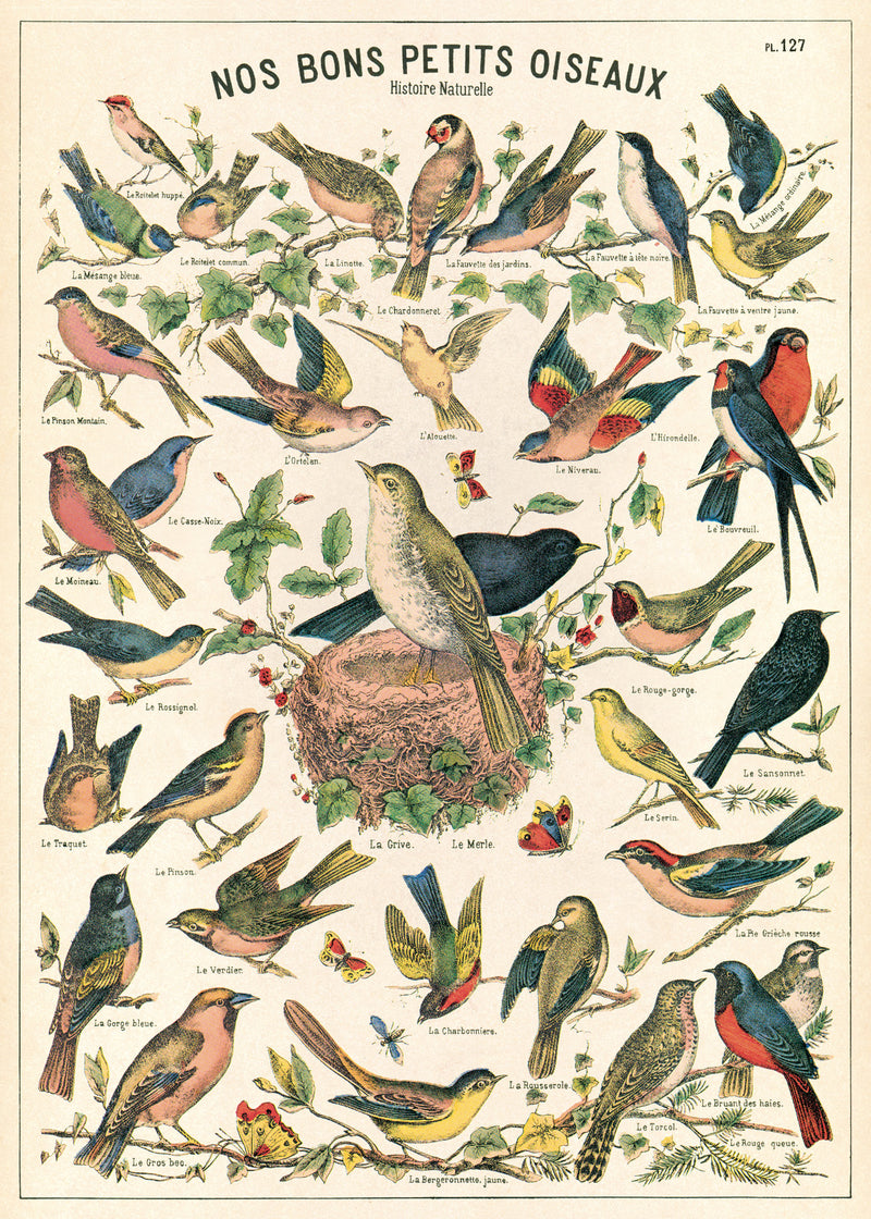 פוסטר : Bird Chart