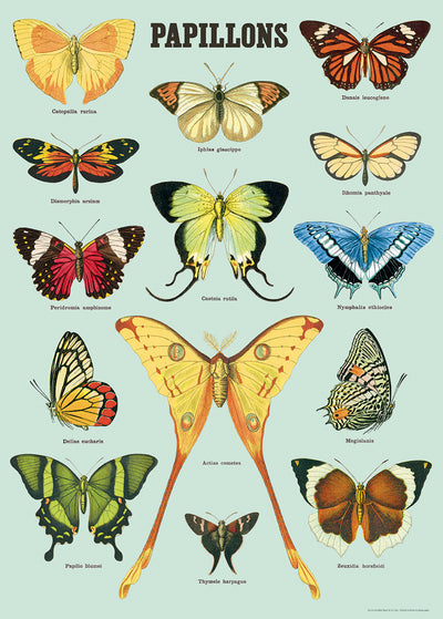 פוסטר : Papillons