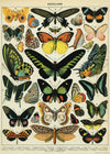 פוסטר : Butterflies