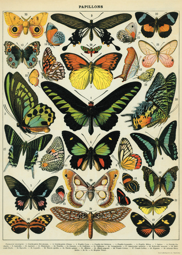 פוסטר : Butterflies