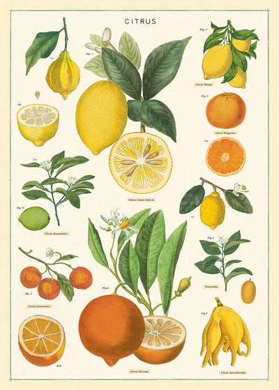 פוסטר : Citrus