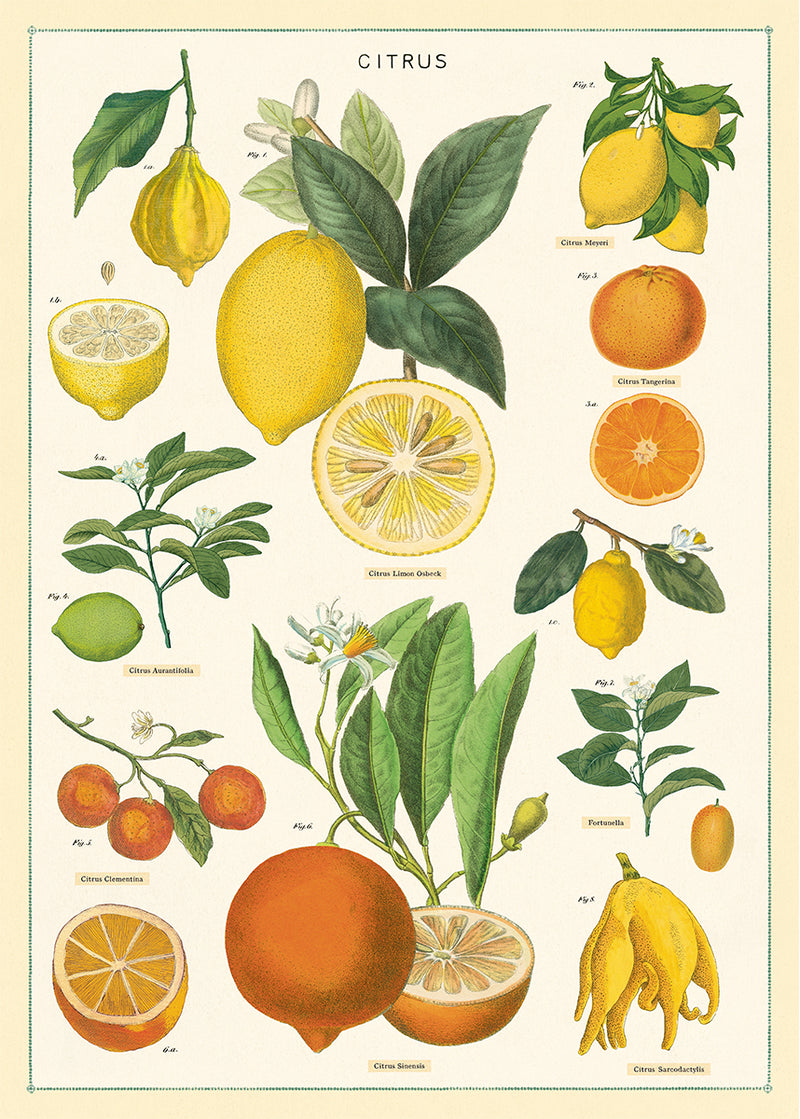 פוסטר : Citrus