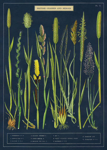 פוסטר : Grasses & Sedges