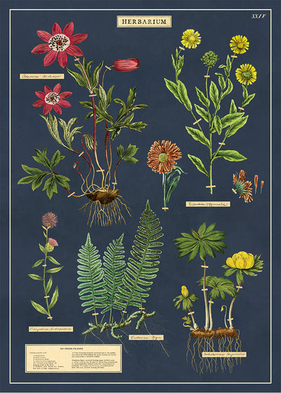 פוסטר : Herbarium